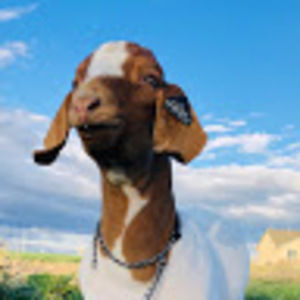 Meet your Posher, Bryleigh